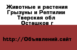 Животные и растения Грызуны и Рептилии. Тверская обл.,Осташков г.